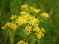 senecio_jacobaea_-_eng-brandbaeger