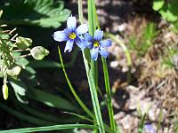 sisyrinchium_angustifolium