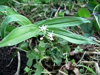 smilacina_stellata