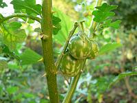 solanum_carolinense_-_horse_nettle