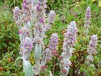 stachys_byzantina_-_lammeoere