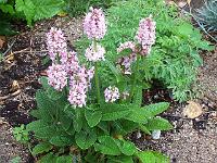 stachys_densiflora_-_havebetonie