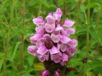 stachys_grandiflora_-_havebetonie