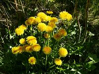 taraxicum_officinale