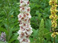 verbascum_nigrum_album_-_moerk_kongelys