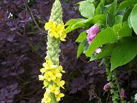 verbascum_thapsus_-_filtbladet_kongelys