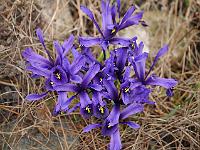 iris_reticulata