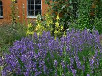 lavandula_angustifolia_hidcote_blue_-_lavendel