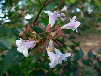 abelia-grandiflora.jpg