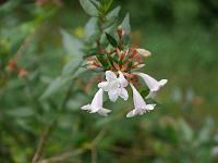 abelia_grandiflora_nana