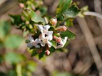 abelia_mosanensis