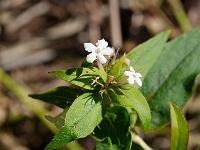 abelia_triflora