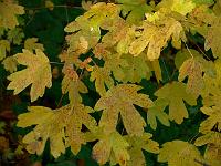 acer_campestre_-_naur