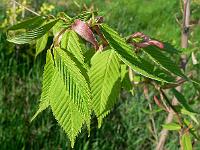 acer_carpinifolia