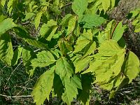 acer_cissifolium