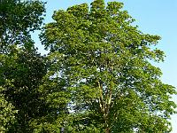 2008-05-22_04-57-39_0197