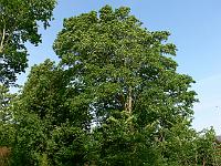 2008-05-29_07-12-06_0137