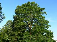 acer-pseudoplatanus