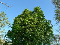 2008-05-09_06-39-58_0089