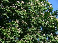 2008-05-23_08-57-26_0047