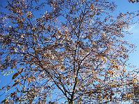 amelanchier_laevis_-_baermispel