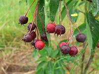 amelanchier_lamarckii