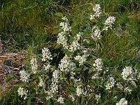 amelanchier_spicata