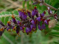 amorpha-canescens