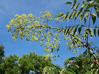 aralia_chinensis_-_fandens_spadserestok