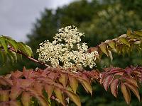 aralia_elata