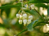 arbutus_unedo_quercifolia