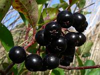 aronia_melanocarpa_-_surbaer