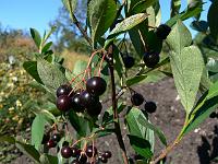 aronia_melanocarpa_hugin