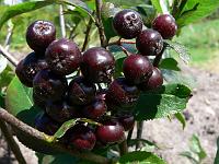 aronia_melanocarpa_viking