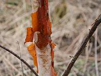 betula_albosinensis