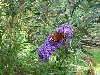 buddleja_davidii_nanho_blue