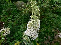 buddleja_davidii_white