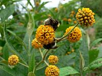 buddleja-globosa