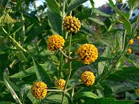 buddleja_globosa