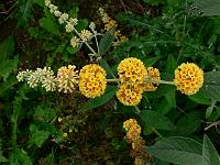 buddleja_sungold