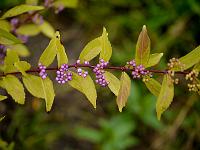 callicarpa_dichotoma_issai