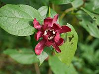 calycanthus_aphrodite