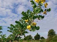 caragana_arborescens