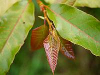 castanea_henryi