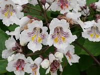 catalpa_bignonioides