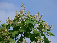 catalpa_ovata_-_kinesisk_trompetkrone