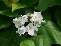 catalpa_speciosa_frederik