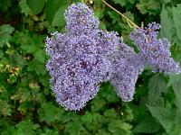 ceonothus_gloire_de_versailles