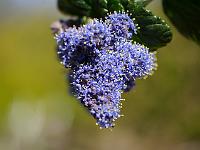 ceonothus_griseus_yankee_point