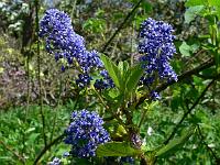 ceonotus_arboreus_trewithen_blue